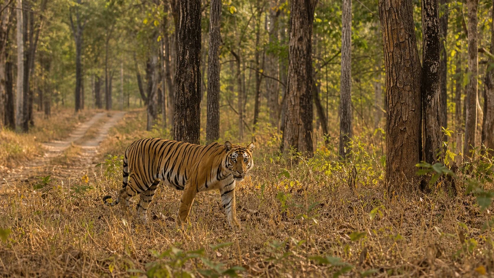 A Bengal tiger moving through the dry deciduous forest of Bandipur
