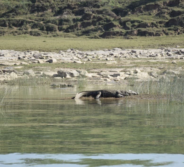 Ranthambore, Rajasthan travel photo